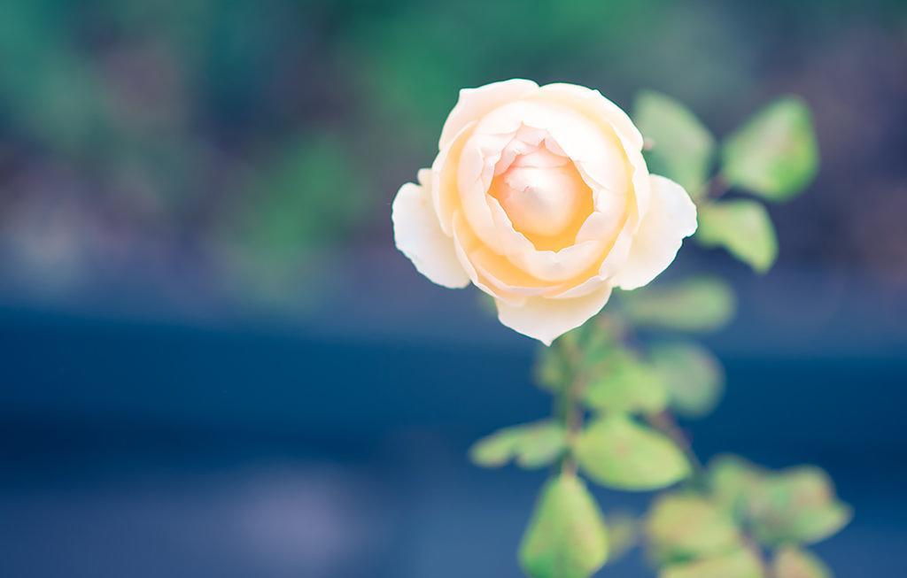 アポロ・ベイ Bed Of Rosesヴィラ エクステリア 写真