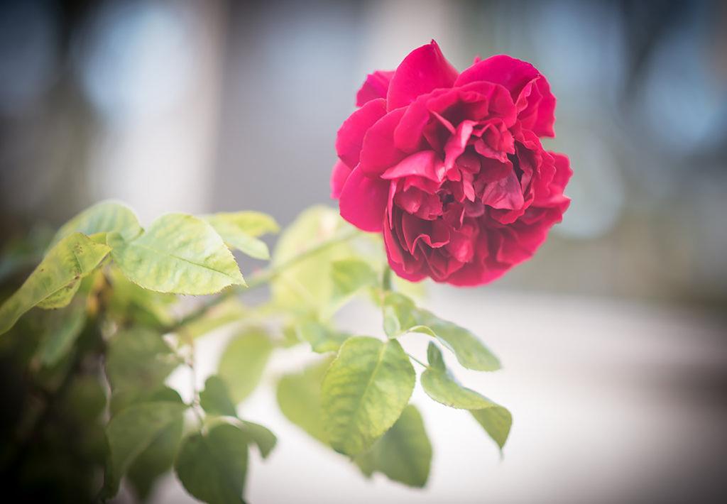 アポロ・ベイ Bed Of Rosesヴィラ エクステリア 写真