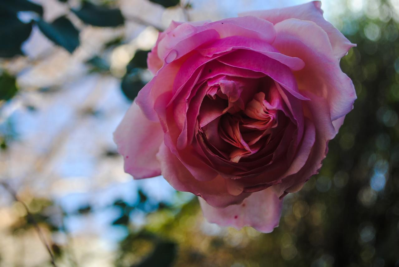 アポロ・ベイ Bed Of Rosesヴィラ エクステリア 写真