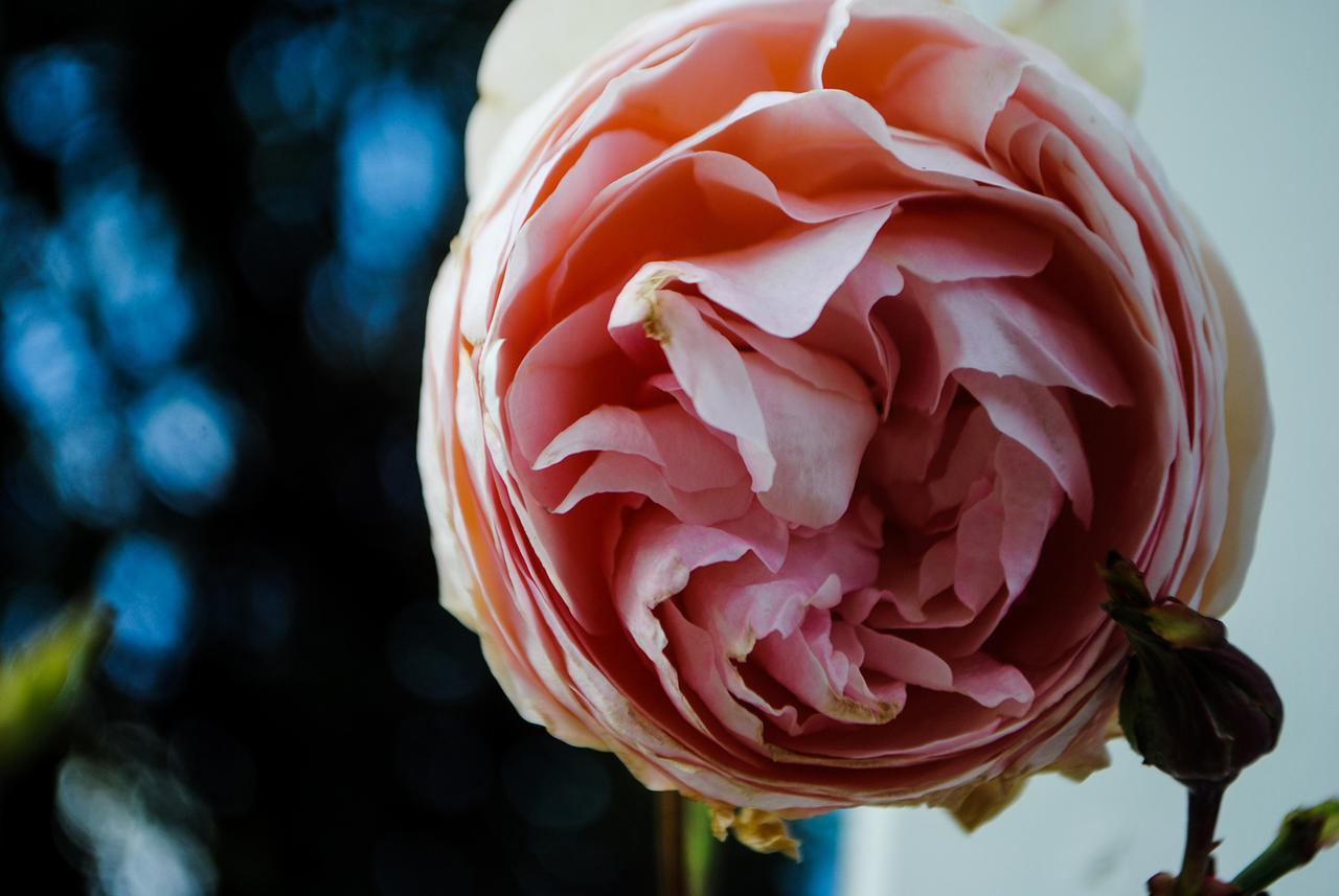 アポロ・ベイ Bed Of Rosesヴィラ エクステリア 写真